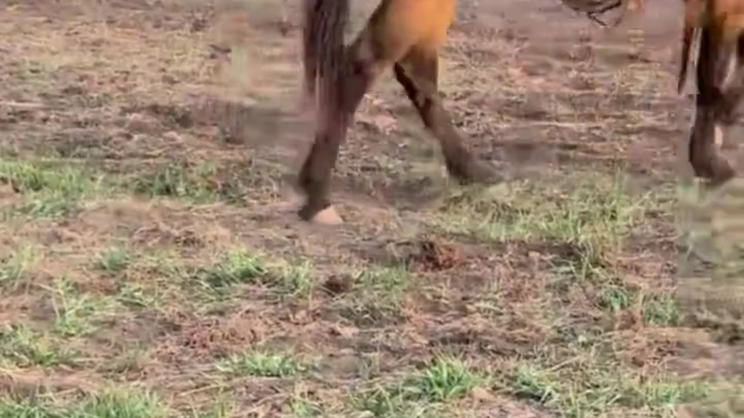Horse Training Earling Hills Ranch Presho, SD